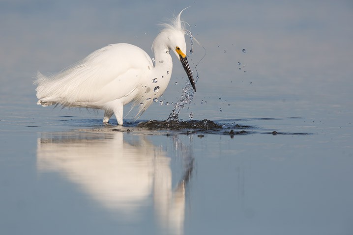 Schmuckreiher Egretta thula Snowy Egret